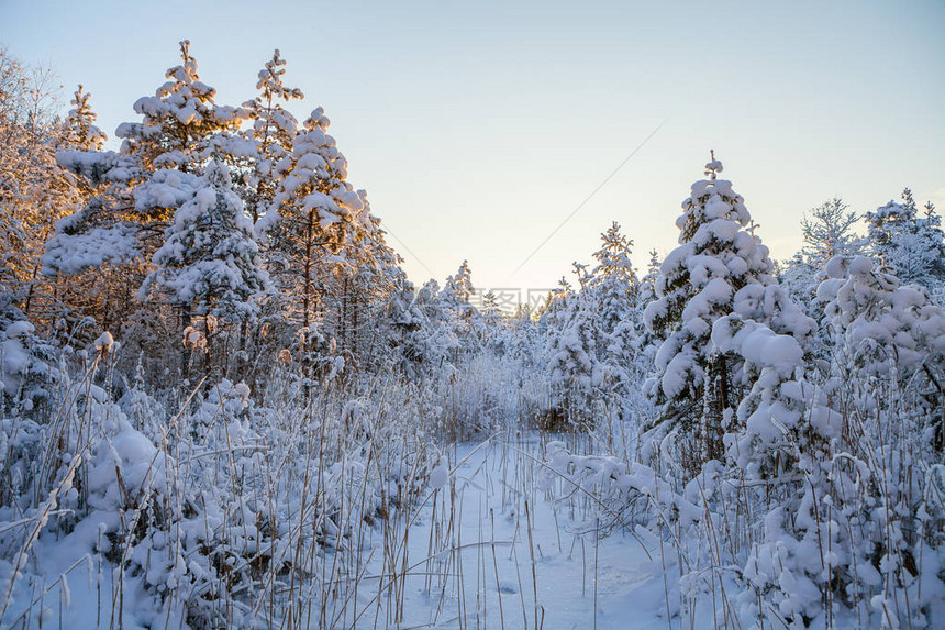 白雪皑的松树日出时间图片