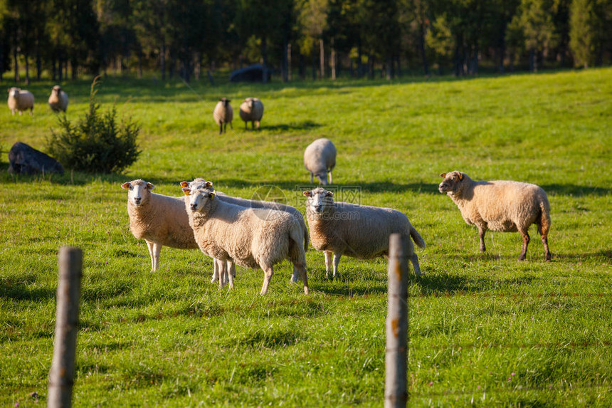 牧羊群在绿草地上放牧图片