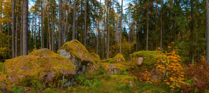 有松树和苔藓在岩石上的荒野景观森林图片