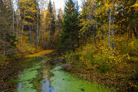 在鸭草覆盖的水上方有秋叶树图片