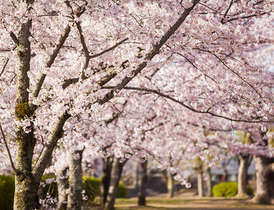 在绿色公园的佐仓樱花树图片