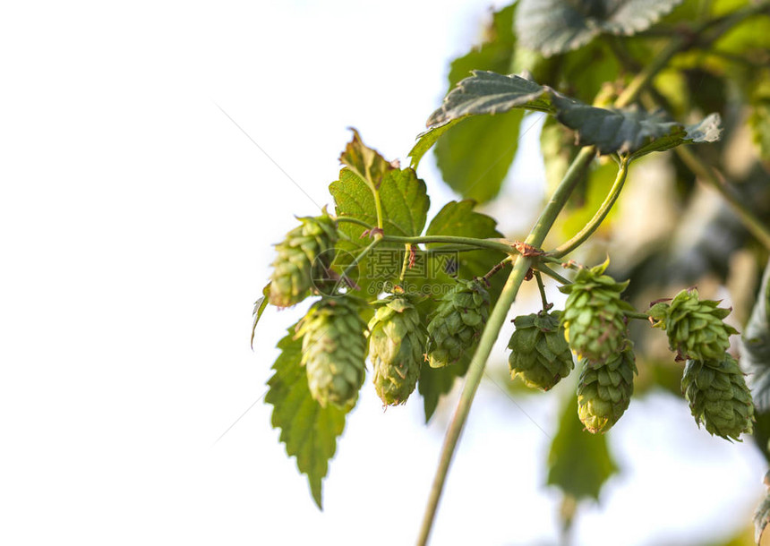 啤酒花植物关闭生长在啤酒花农场准备好收获的新鲜和成熟的啤酒花啤酒生产成分酿造概念新鲜跃过模糊的自然绿色背景并图片