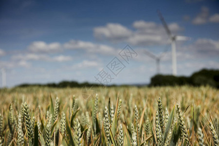 可再生能源玉米田的风图片