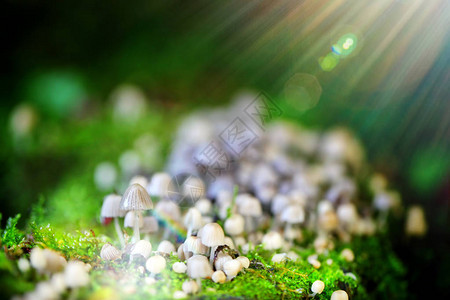 绿色自然中的蘑菇图片
