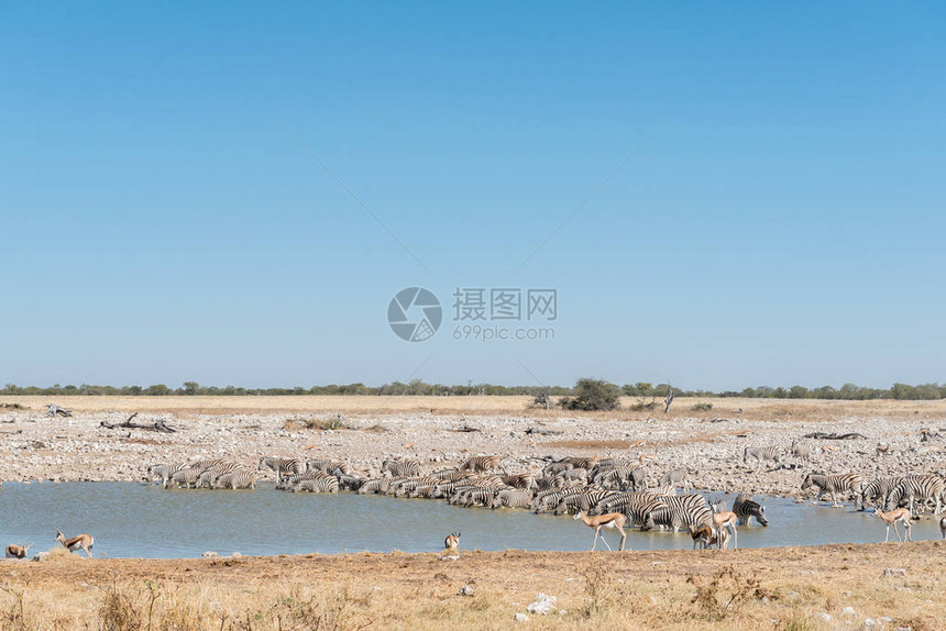 纳米比亚北部一个水井的饮用水区Burchells图片