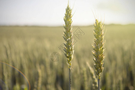 日落时田里的黑麦庄稼图片