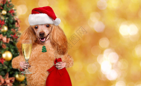 戴着红色圣诞帽的狗带着礼物和香槟图片