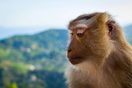 以蓝天和山脉为背景的富有表现力的猴脸肖像图片