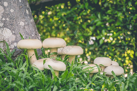 白蘑菇蔬菜和用天然原料烹饪的草药图片