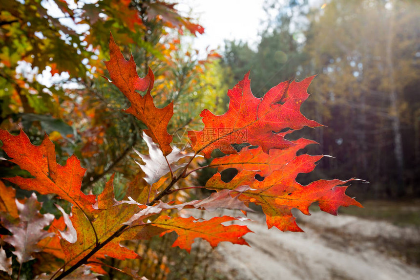 秋季橡木早午餐配红叶图片