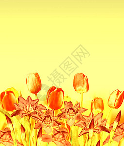 春天的花朵郁金香和鸢尾花的卉背景图片