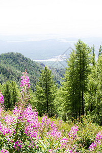山地景观萨彦岭的夏天图片