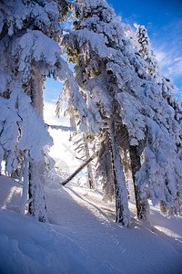 被大雪覆盖的松树图片