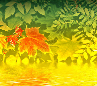 明亮多彩的树叶秋季抽象背景图片
