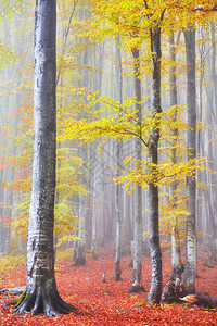 带轨道的雾木秋景图片