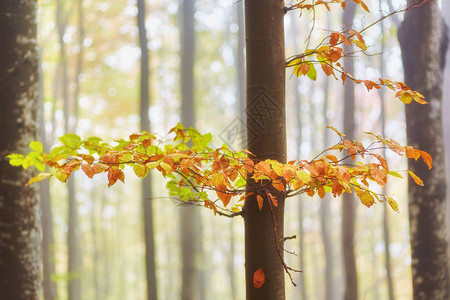 风景公园里的秋树黄秋叶图片