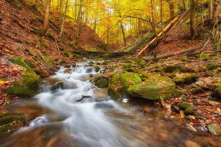 森林的秋水流黄金的秋季欧洲地貌图片