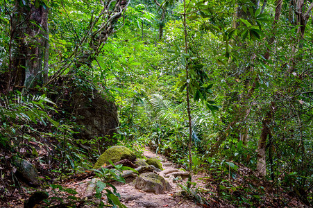 树根与绿林泰国雨林景观公园国图片