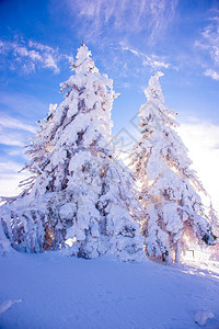 被大雪覆盖的松树图片