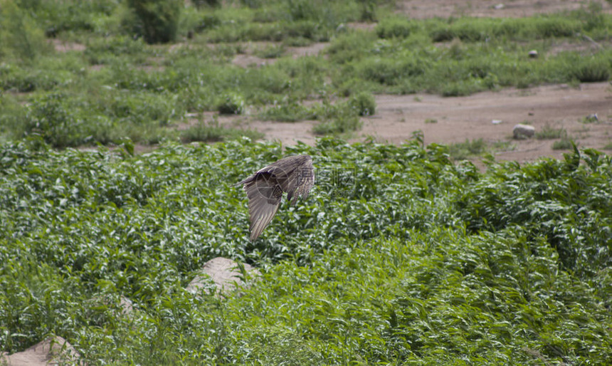 土耳其秃鹫在沙漠绿草上飞过图片