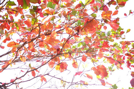 抽象秋天背景图片