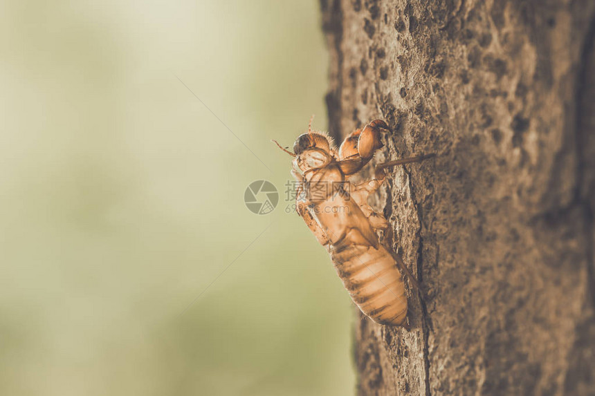 昆虫蝉蜕皮栖息在树上图片