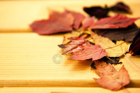 秋季时间装饰干磨的树叶用衣物针和木背图片