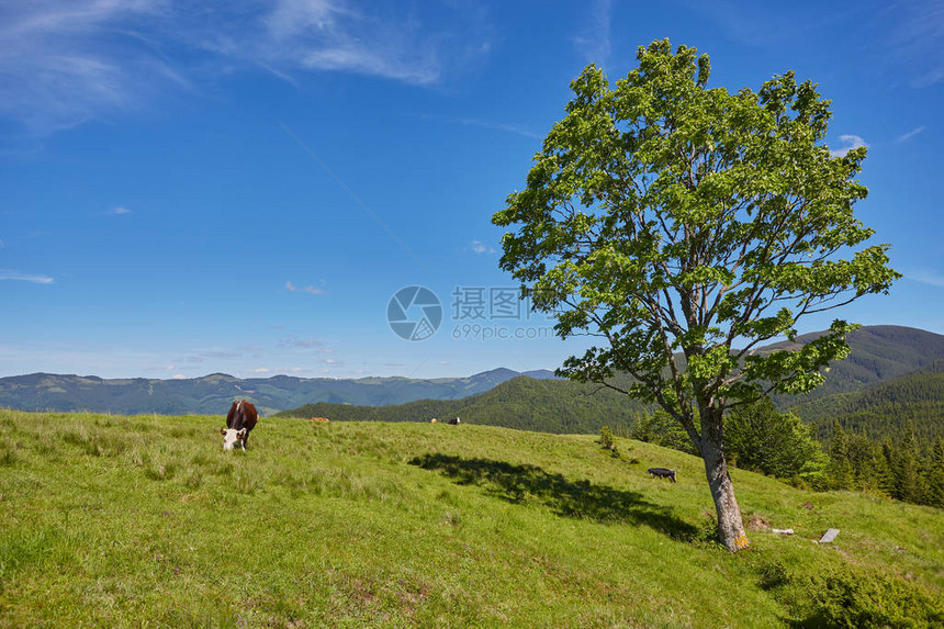 在山坡上吃草的牛群图片