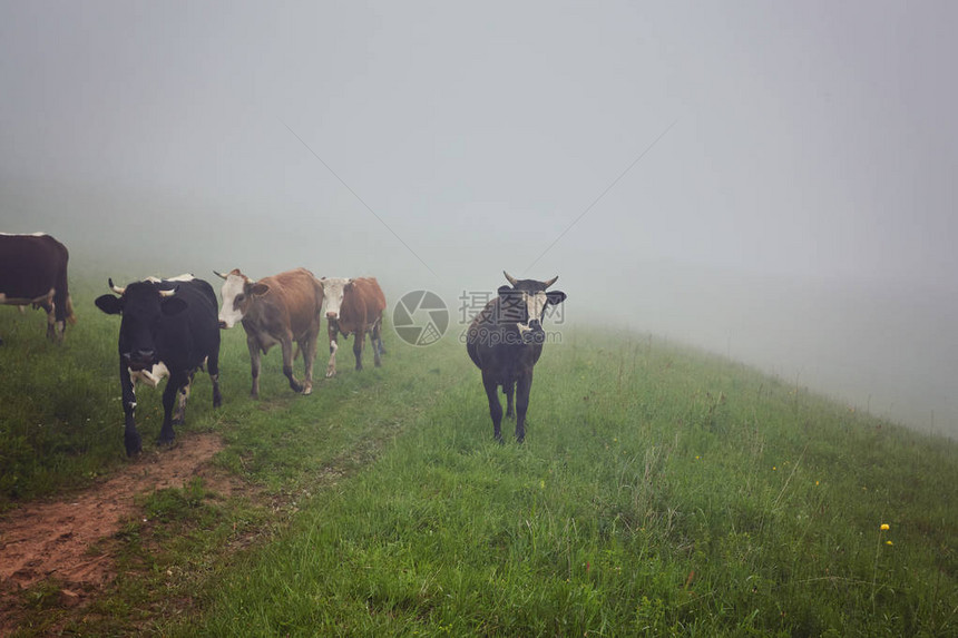灰雾中的牛群一团的光和雾的毯子在图片