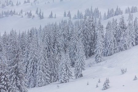 山丘上积雪覆盖的树木图片