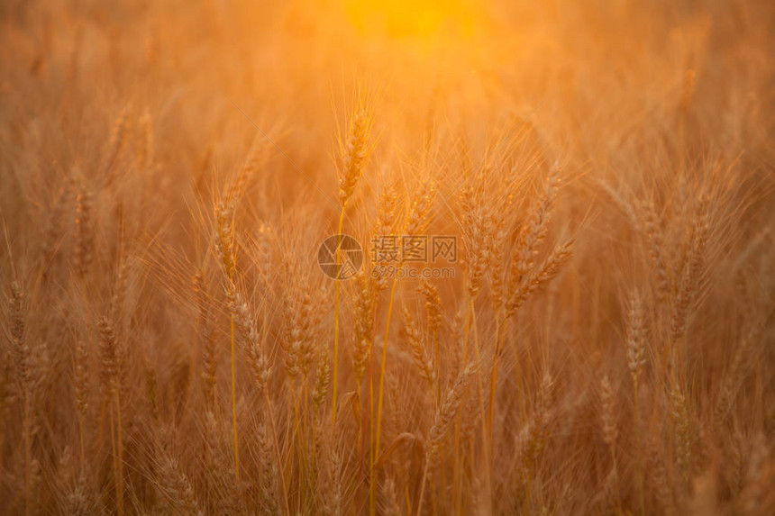 夕阳黄昏麦田图片