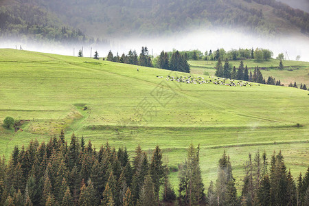 森林附近牧牛的山地草原图片