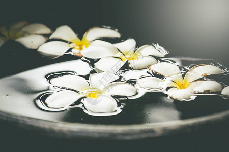 白梅花在水温泉芳香疗法上自然的图片