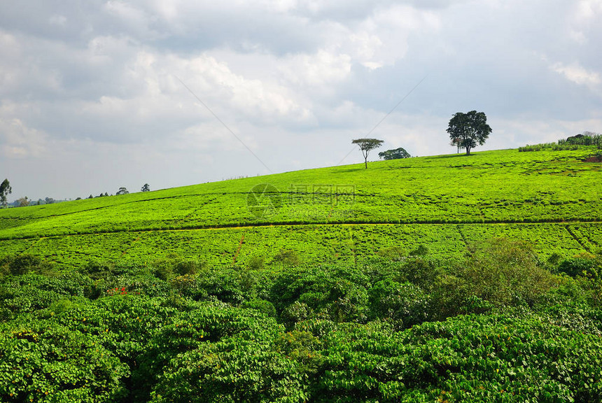 清晨茶叶种植园乌干达图片