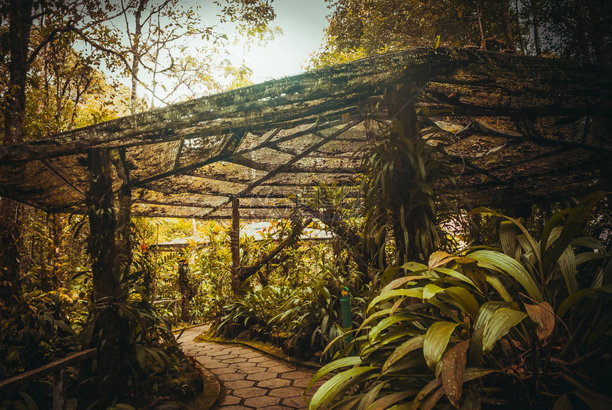 马来西亚公园植物园亚洲图片