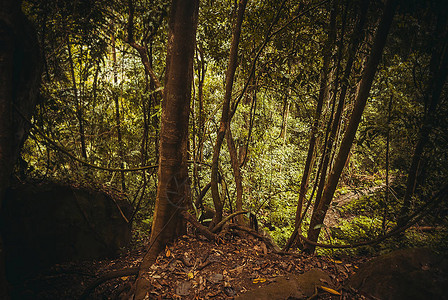 自然雨林热带雨林景观马来西亚图片