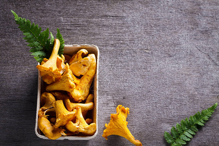Chanterelle黄蘑菇和青叶背景图片
