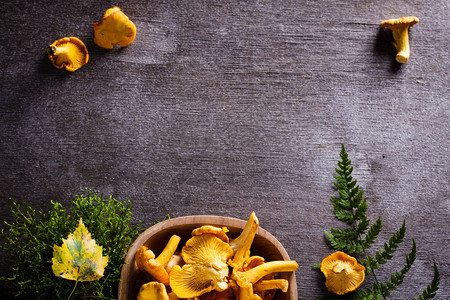 Chanterelle黄蘑菇和青叶背景图片
