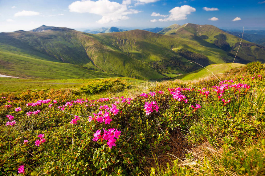 夏季山区地貌山谷花粉红图片