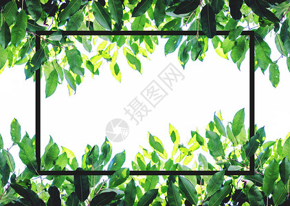 绿色树叶有创造方框布局白色背景图片