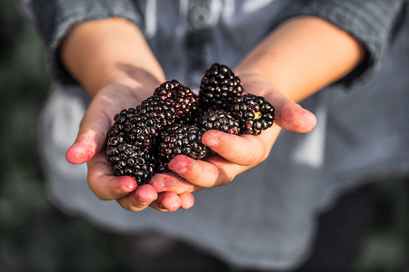 手拿新鲜黑莓的女孩儿童健康饮食图片