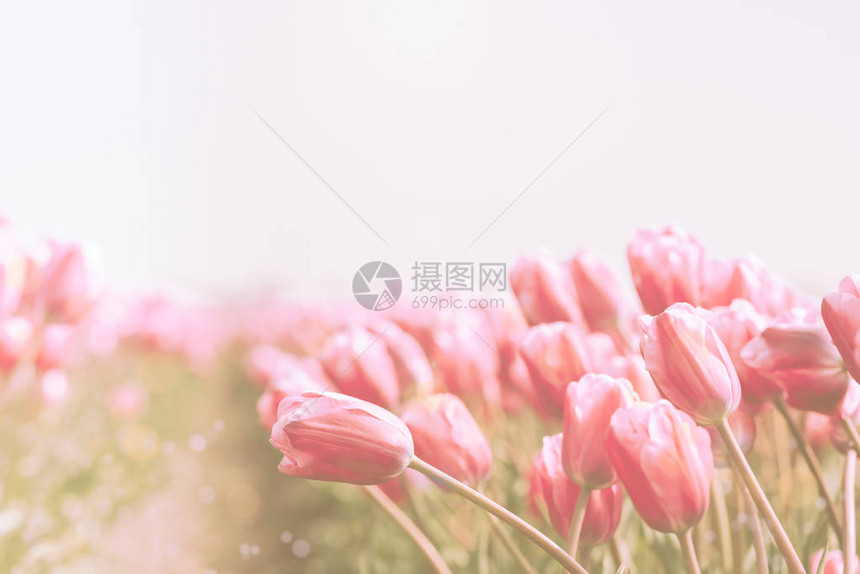 荷兰的粉红郁金香字图片
