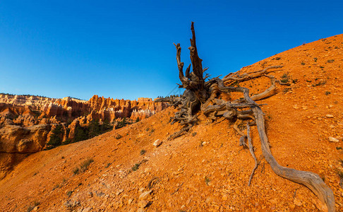 BryceCanyon风景图片