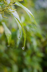 早上荨麻叶上的水滴图片