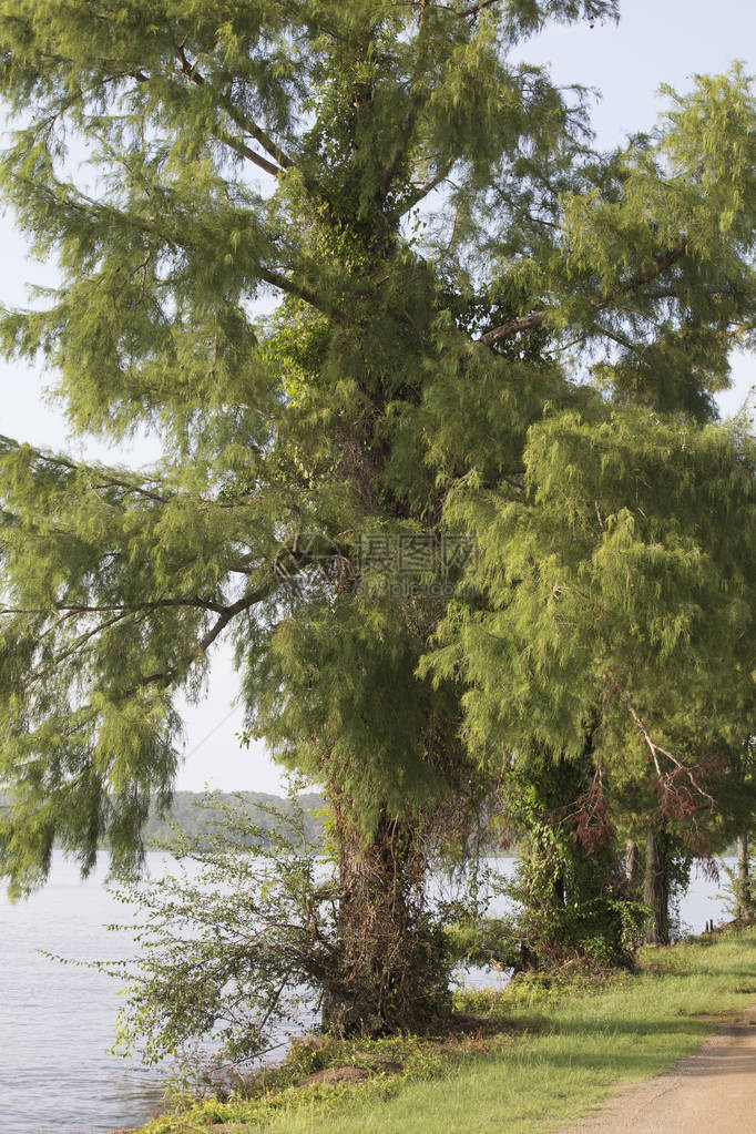 关闭湖岸上的一棵柏树图片