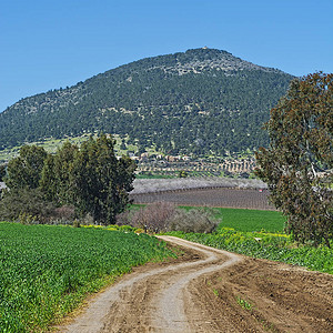 通往以色列塔博山脚上鲜花杏园的泥土路Tirt图片