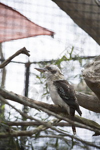 孤单大笑kookaburraDacelonovaeguineeae图片