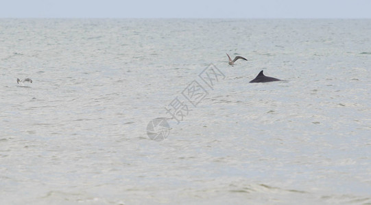 黑海中的常见海豚图片