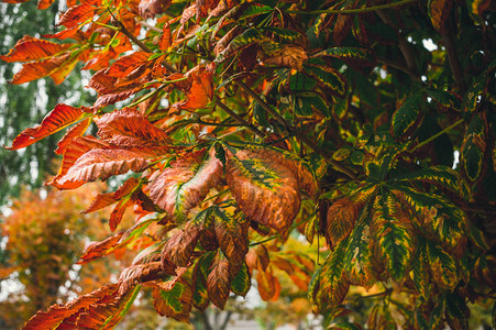 充满多彩的悲伤秋天公园多彩的栗子秋图片
