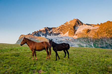 美丽的夏日风景与马匹在图片